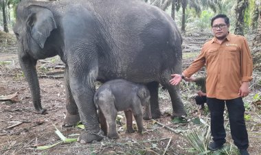 Kelahiran Gajah Sumatera "Elephas maximus sumatrana" Di Hari 27 Ramadhan 1445 H