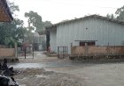 Wabah Lalat Dari Kandang Ayam Andiang Mengancam Kesehatan Masyarakat  Pemda Terkesan Berpihak Pada Pengusaha 