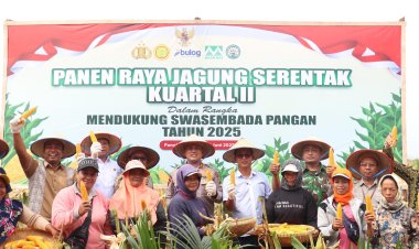 Sukseskan ASTA CITA, PT MUsim Mas Bersinergi Dengan Polres Pelalawan Panen Raya Jagung  Dukung Swasembada Pangan