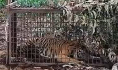 Balai Besar KSDA Riau Berhasil Menangkap Harimau Sumatera Masuk Dalam Perangkap Di Kecamatan Teluk Meranti Kab. Pelalawan