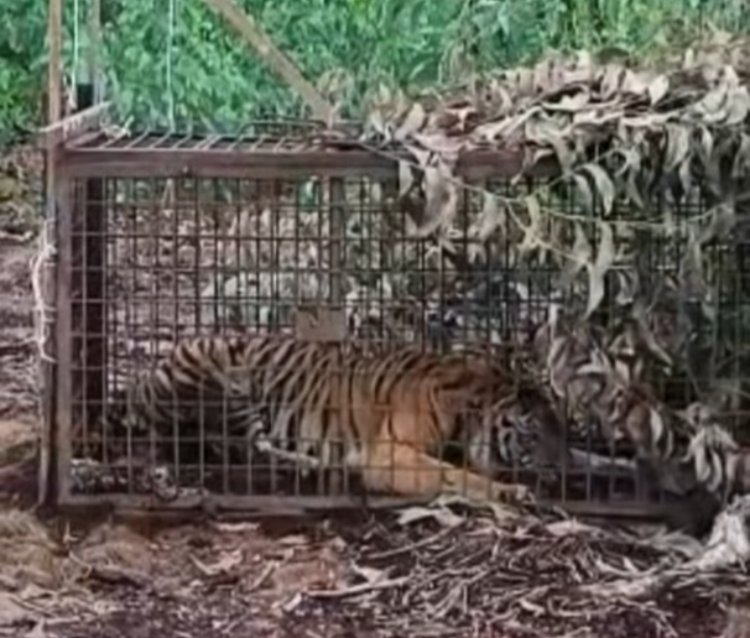 Balai Besar KSDA Riau Berhasil Menangkap Harimau Sumatera Masuk Dalam Perangkap Di Kecamatan Teluk Meranti Kab. Pelalawan