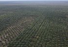 WALHI Riau, JIKALAHARI dan Perkumpulan Elang Kecam PT Seraya Sumber Lestari (SSL) Ciptakan Management Konflik dan Isu Kerusakan Lingkungan di Kabupaten Siak