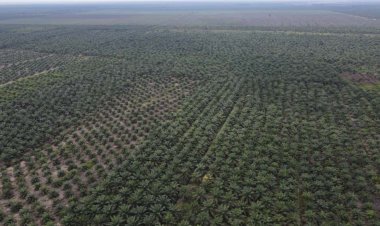WALHI Riau, JIKALAHARI dan Perkumpulan Elang Kecam PT Seraya Sumber Lestari (SSL) Ciptakan Management Konflik dan Isu Kerusakan Lingkungan di Kabupaten Siak