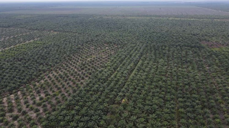 WALHI Riau, JIKALAHARI dan Perkumpulan Elang Kecam PT Seraya Sumber Lestari (SSL) Ciptakan Management Konflik dan Isu Kerusakan Lingkungan di Kabupaten Siak