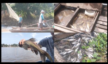 Fenome Ribuan Ikan Mati Di Sungai Kampar Dugaan Kekenyangan, Pakar Ahli Lingkungan Dr. Elviriadi Angkat Bicara
