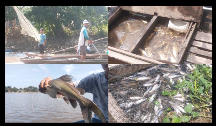 Fenome Ribuan Ikan Mati Di Sungai Kampar Dugaan Kekenyangan, Pakar Ahli Lingkungan Dr. Elviriadi Angkat Bicara
