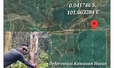 Deforestasi Kawasan Hutan Alih Fungsi Kebun Sawit Mamahan Jaya, Di Duga Satgas PKH Belum Bertindak