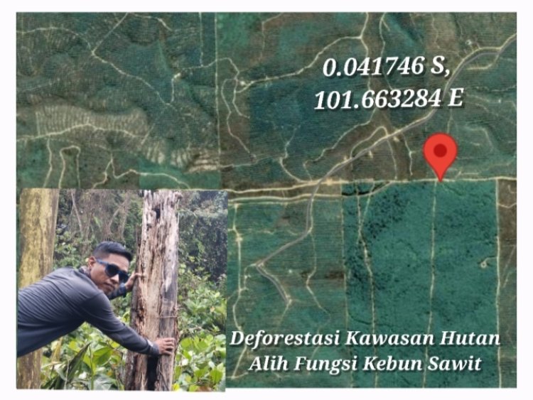 Deforestasi Kawasan Hutan Alih Fungsi Kebun Sawit Mamahan Jaya, Di Duga Satgas PKH Belum Bertindak