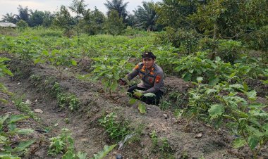 Dukung Asta Cita Presiden RI, Kapolsek Pangkalan Kerinci AKP Shilton SIK, MH Sambangi Lahan Bergizi Milik Warga