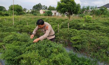 Polsek Pangkalan Kerinci Sambangi Binaan Lahan  Bergizi Dalam Mendukung Program Ketahanan Pangan