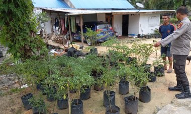 Bhabinkamtibmas Polsek Pangkalan Kerinci Memonitoring Perkembangan Budidaya Cabai Dalam Mensukseskan Ketahanan Nasional