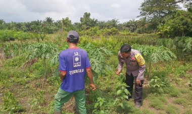 Dukung Asta Cita Program Nasional, Bhabinkamtibmas Polsek Pangkalan Kerinci Sambang Lahan Bergizi
