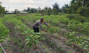 Tingkatkan Hasil Panen, Bhabinkamtibmas Polsek Pangkalan Kerinci Memonitor Lahan Bergizi Binaan