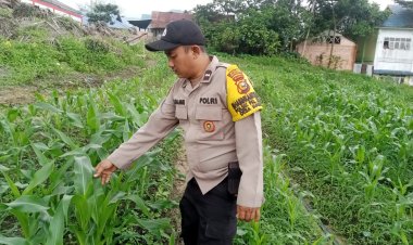 Bhabinkamtibmas Desa Makmur Monitoring Budidaya Jagung Pipil
