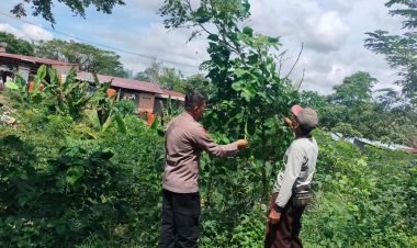 Dukung Ketahanan Pangan, Personil Polsek Pangkalan Kerinci Monitoring Budidaya Lahan Bergizi Binaan