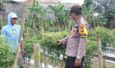 Bhabinkamtibmas Polsek Pangkalan Kerinci Sambangi Lahan Bergizi Budidaya Petani Cabai