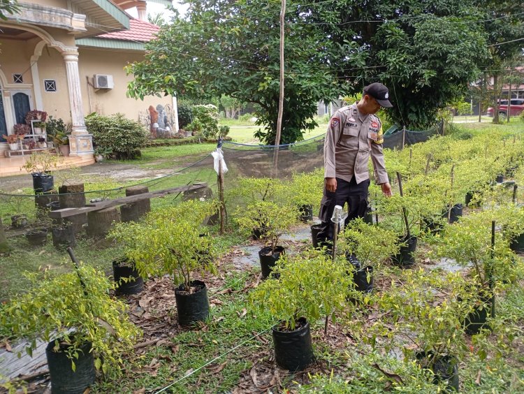 Dukung Ketahanan Pangan, Personil Polsek Pangkalan Kerinci Sambangi Pembibitan Cabe Warga Binaan