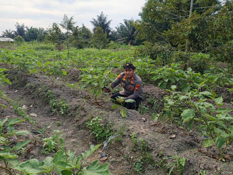 Dukung Asta Cita Presiden RI, Kapolsek Pangkalan Kerinci AKP Shilton SIK, MH Sambangi Lahan Bergizi Milik Warga