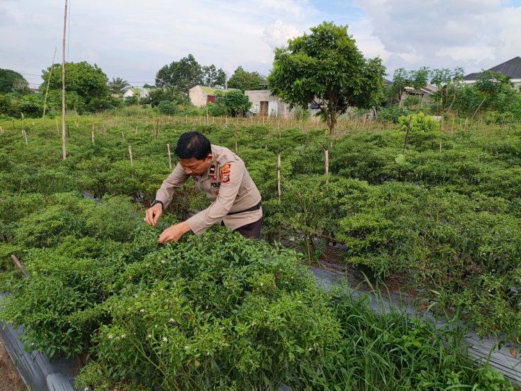 Polsek Pangkalan Kerinci Sambangi Binaan Lahan  Bergizi Dalam Mendukung Program Ketahanan Pangan