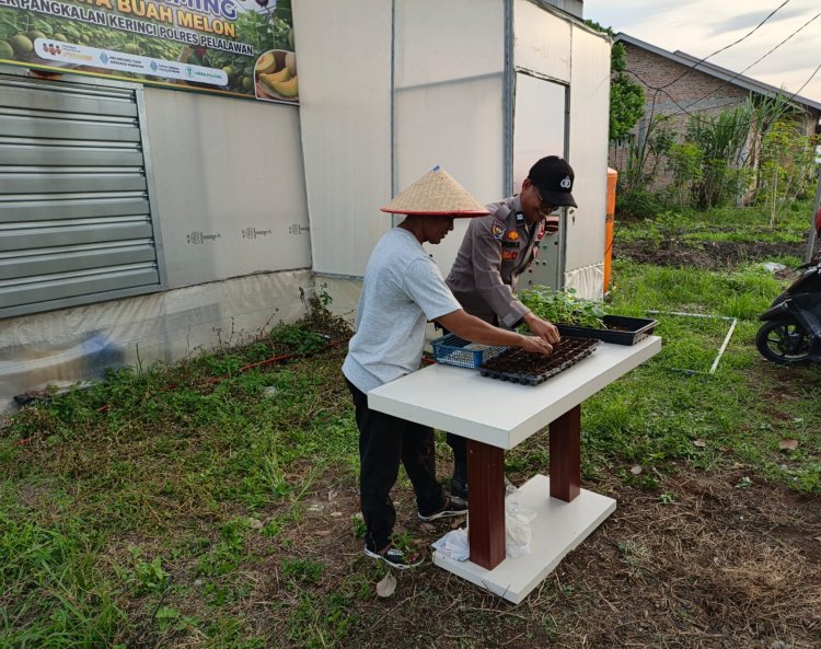 Mendukung Ketahanan Pangan, Sinergitas Bhabinkamtibmas Polsek Pangkalan Kerinci Menyemai Budidaya Buah Melon