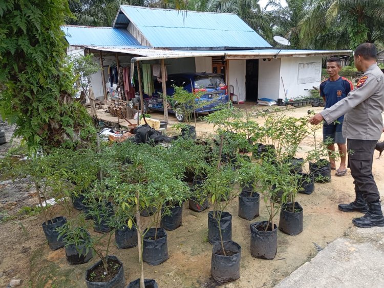 Bhabinkamtibmas Polsek Pangkalan Kerinci Memonitoring Perkembangan Budidaya Cabai Dalam Mensukseskan Ketahanan Nasional