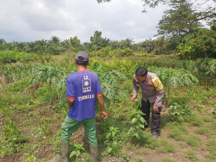Dukung Asta Cita Program Nasional, Bhabinkamtibmas Polsek Pangkalan Kerinci Sambang Lahan Bergizi