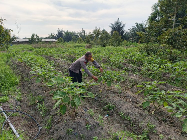 Tingkatkan Hasil Panen, Bhabinkamtibmas Polsek Pangkalan Kerinci Memonitor Lahan Bergizi Binaan