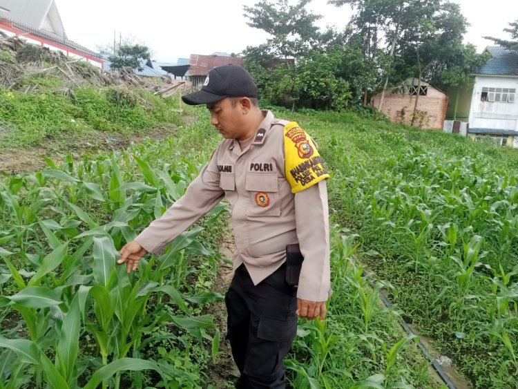Bhabinkamtibmas Desa Makmur Monitoring Budidaya Jagung Pipil