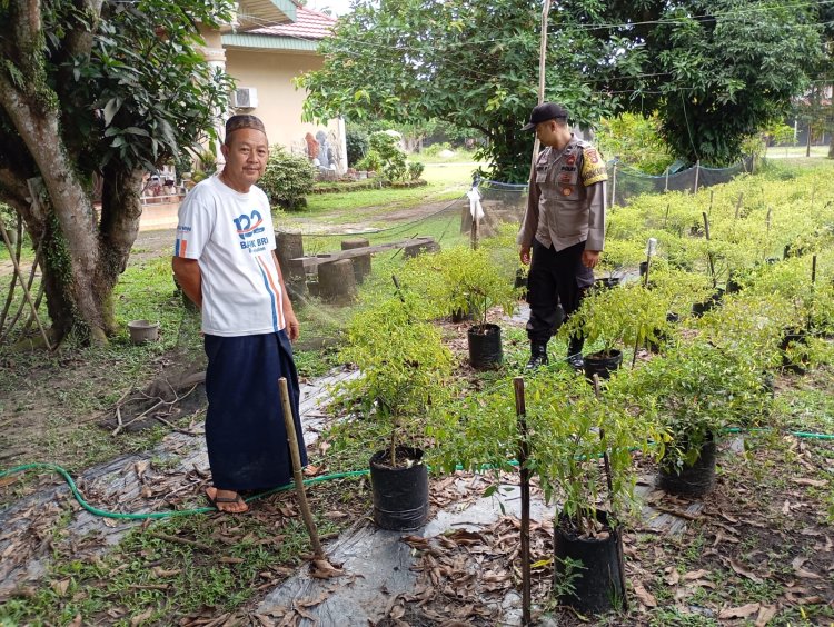 Personil Polsek Pangkalan Kerinci Monitoring Budidaya Petani Cabai