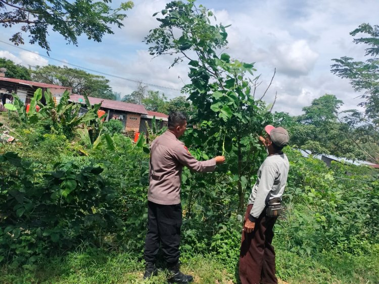 Dukung Ketahanan Pangan, Personil Polsek Pangkalan Kerinci Monitoring Budidaya Lahan Bergizi Binaan