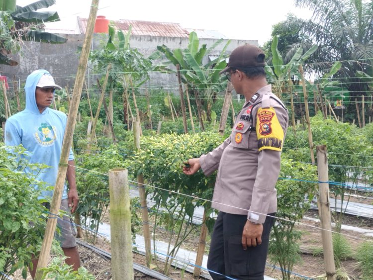 Bhabinkamtibmas Polsek Pangkalan Kerinci Sambangi Lahan Bergizi Budidaya Petani Cabai