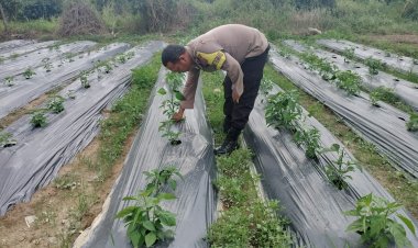 Tingkatkan Ketahanan Pangan,  Bhabinkamtibmas sambangi pekarangan bergizi milik warga