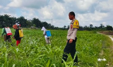 Dukung Program Asta Cita, Personil Polsek Pangkalan Kerinci Tinjau Kelompok Tani Binaan Jagung Pipil