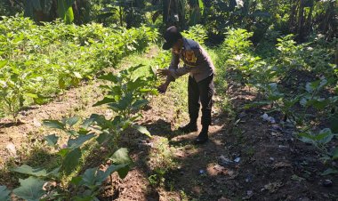 Bhabinkamtibmas Polsek Pangkalan Kerinci Tinjau Lahan Bergizi Warga Binaan