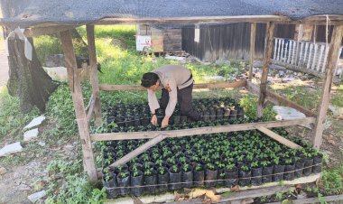 Polsek Pangkalan Kerinci Memonitoring Budidaya Pepaya Madu Dalam Mendukung Ketahanan Pangan Nasional
