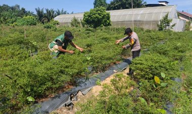 Dukung Ketahanan Pangan Nasional, Bhabinkamtibmas Polsek Pangkalan Kerinci Sambangi Kebun Cabai Warga Binaan