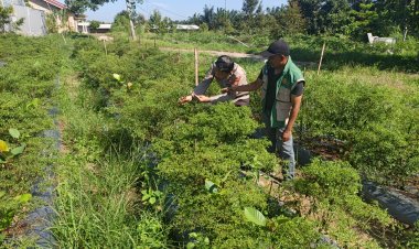 Dukung Asta Cita Program Ketahanan Pangan, Personil Polsek Pangkalan Kerinci Sambangi Budidaya Cabai