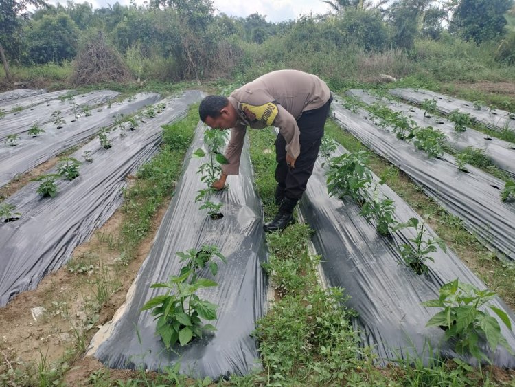 Tingkatkan Ketahanan Pangan,  Bhabinkamtibmas sambangi pekarangan bergizi milik warga