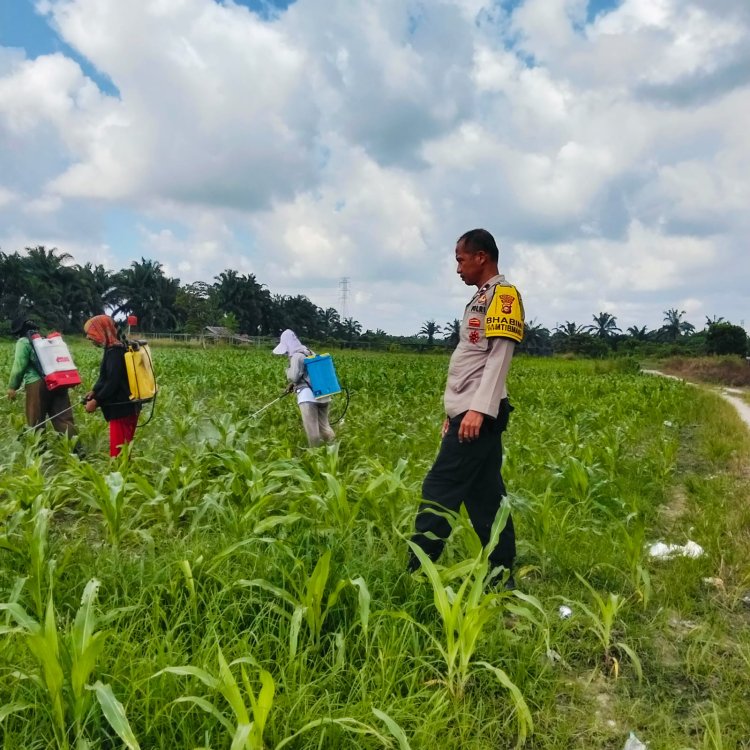 Dukung Program Asta Cita, Personil Polsek Pangkalan Kerinci Tinjau Kelompok Tani Binaan Jagung Pipil