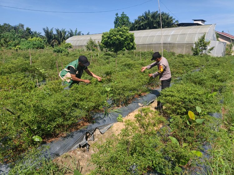 Dukung Ketahanan Pangan Nasional, Bhabinkamtibmas Polsek Pangkalan Kerinci Sambangi Kebun Cabai Warga Binaan