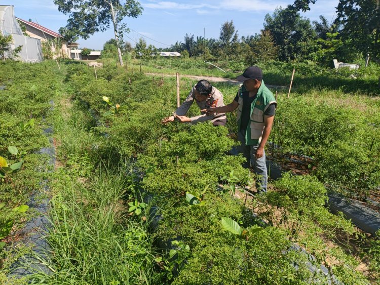Dukung Asta Cita Program Ketahanan Pangan, Personil Polsek Pangkalan Kerinci Sambangi Budidaya Cabai