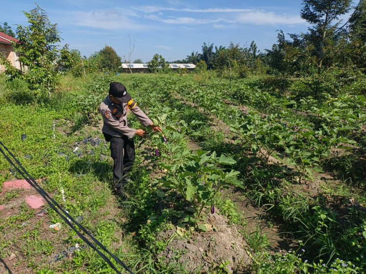 Dukung Ketahanan Pangan, Bhabinkamtibmas Monitoring Lahan Bergizi Milik Warga