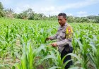 Bhabinkamtibmas Desa Makmur Monitoring Pertumbuhan Jagung Pipil di KTMJB Guna Dukung Ketahanan Pangan