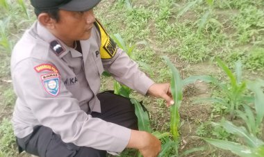 Bhabinkamtibmas Polsek Pangkalan Kerinci Monitoring Pertumbuhan Jagung Pipil Guna Mendukung Ketahanan Pangan