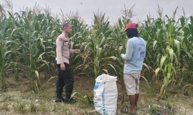 Personil Polsek Pangkalan Kerinci Cek Pertumbuhan Jagung Pipil di Kebun Asta Cita Guna Dukung Ketahanan Pangan