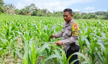 Bhabinkamtibmas Desa Makmur Monitoring Pertumbuhan Jagung Pipil di KTMJB Guna Dukung Ketahanan Pangan