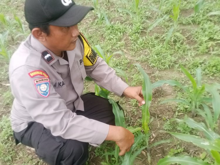 Bhabinkamtibmas Polsek Pangkalan Kerinci Monitoring Pertumbuhan Jagung Pipil Guna Mendukung Ketahanan Pangan