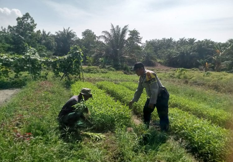 Bhabinkamtibmas Desa Makmur Monitoring Pekarangan Bergizi Mandiri Warga Binaan Guna Dukung Ketahanan Pangan