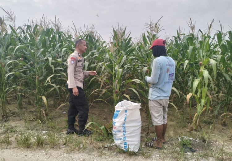 Personil Polsek Pangkalan Kerinci Cek Pertumbuhan Jagung Pipil di Kebun Asta Cita Guna Dukung Ketahanan Pangan