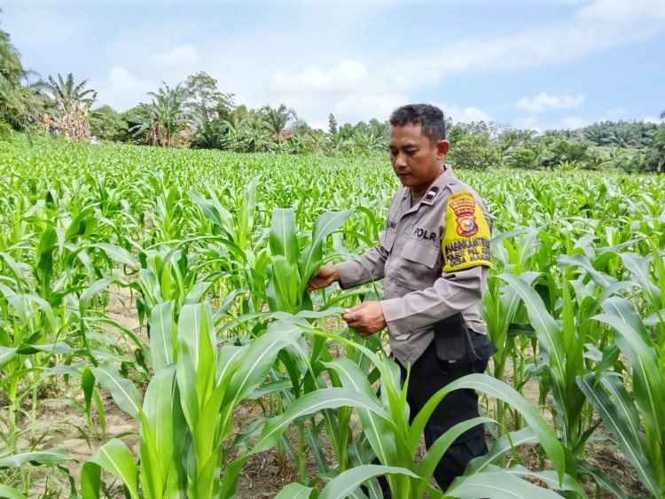 Bhabinkamtibmas Desa Makmur Monitoring Pertumbuhan Jagung Pipil di KTMJB Guna Dukung Ketahanan Pangan